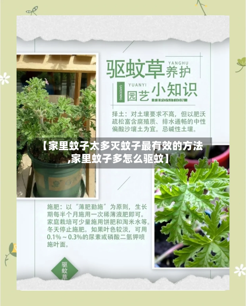 【家里蚊子太多灭蚊子最有效的方法,家里蚊子多怎么驱蚊】