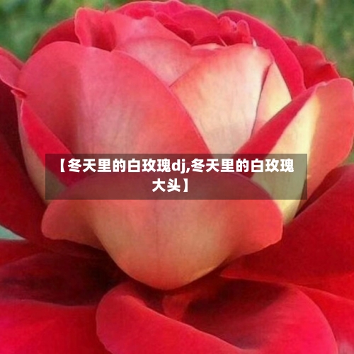 【冬天里的白玫瑰dj,冬天里的白玫瑰大头】