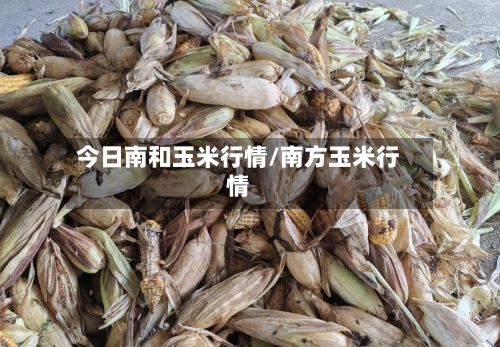 今日南和玉米行情/南方玉米行情-第2张图片