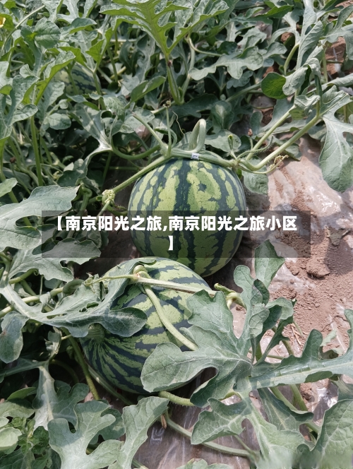 【南京阳光之旅,南京阳光之旅小区】-第2张图片