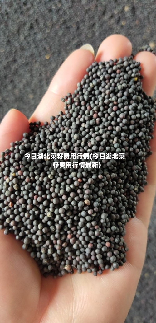 今日湖北菜籽费用行情(今日湖北菜籽费用行情最新)