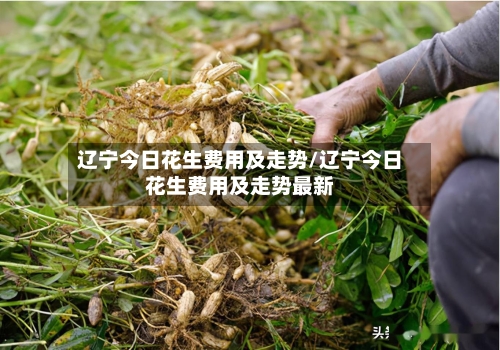 辽宁今日花生费用及走势/辽宁今日花生费用及走势最新
