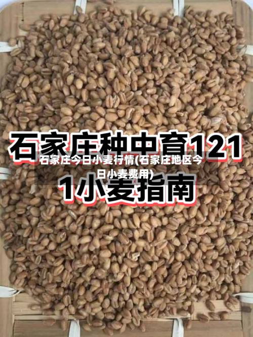 石家庄今日小麦行情(石家庄地区今日小麦费用)