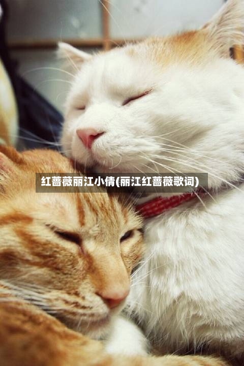 红蔷薇丽江小倩(丽江红蔷薇歌词)-第1张图片