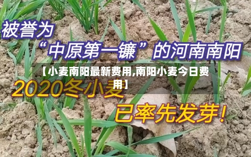 【小麦南阳最新费用,南阳小麦今日费用】-第1张图片