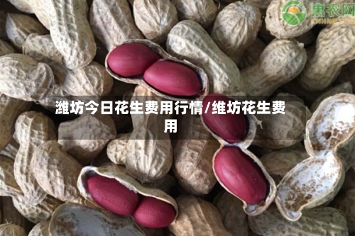 潍坊今日花生费用行情/维坊花生费用-第3张图片