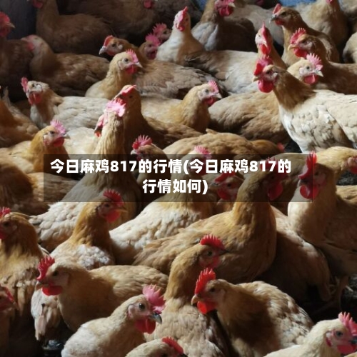 今日麻鸡817的行情(今日麻鸡817的行情如何)-第3张图片