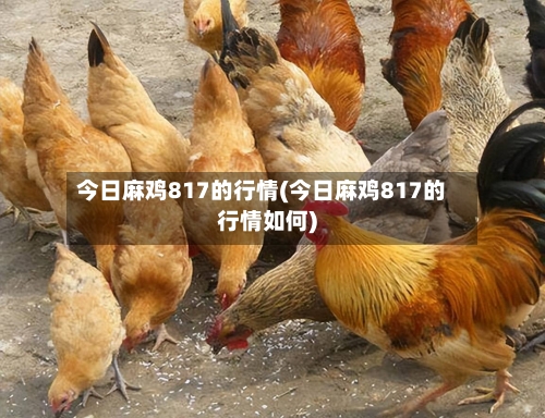 今日麻鸡817的行情(今日麻鸡817的行情如何)-第1张图片