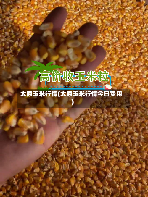 太原玉米行情(太原玉米行情今日费用)-第1张图片
