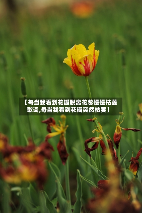 【每当我看到花瓣脱离花蕊慢慢枯萎歌词,每当我看到花瓣突然枯萎】-第3张图片