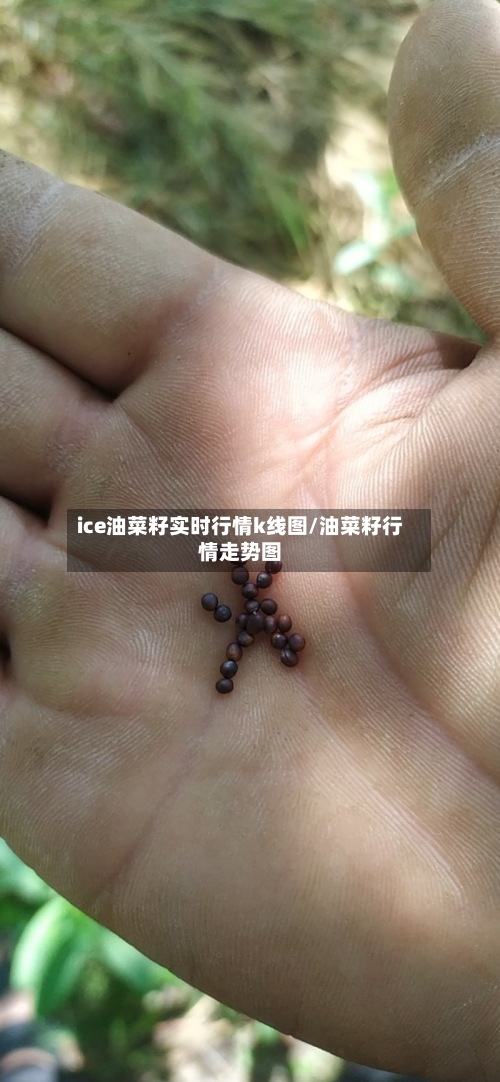 ice油菜籽实时行情k线图/油菜籽行情走势图-第3张图片