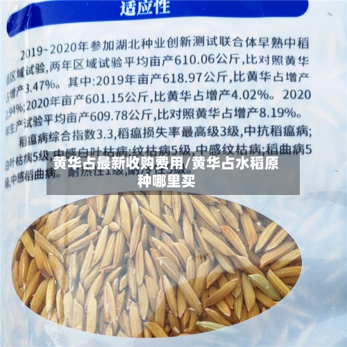 黄华占最新收购费用/黄华占水稻原种哪里买-第1张图片