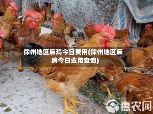 徐州地区麻鸡今日费用(徐州地区麻鸡今日费用查询)-第1张图片