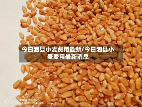 今日泗县小麦费用最新/今日泗县小麦费用最新消息-第2张图片