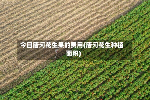 今日唐河花生果的费用(唐河花生种植面积)-第3张图片