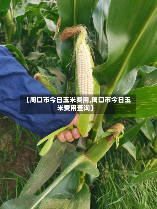【周口市今日玉米费用,周口市今日玉米费用查询】-第2张图片