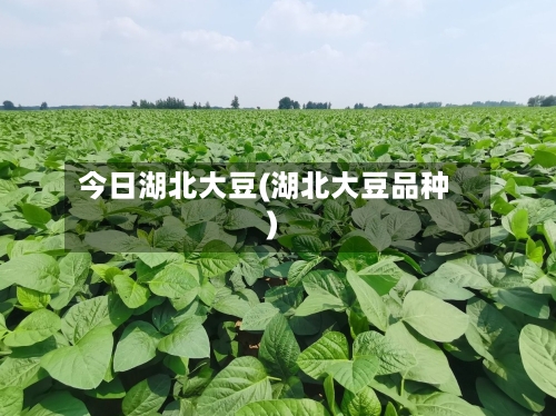 今日湖北大豆(湖北大豆品种)-第1张图片