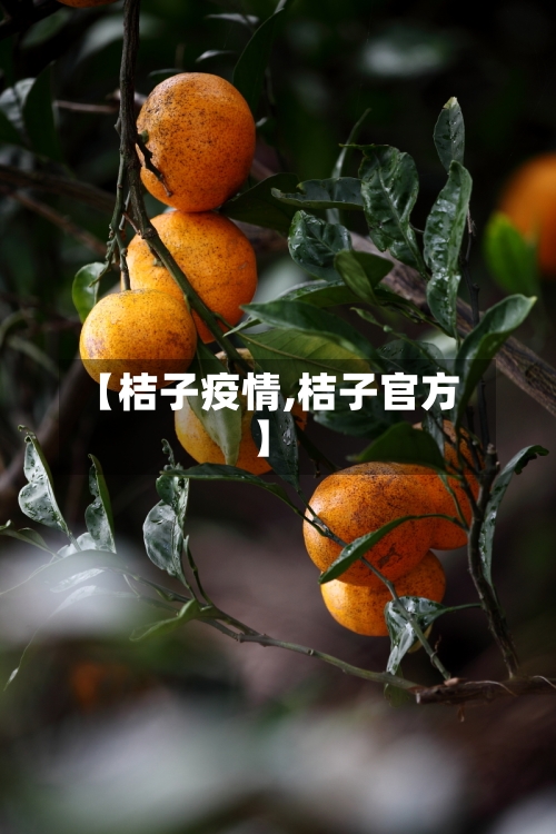 【桔子疫情,桔子官方】-第1张图片