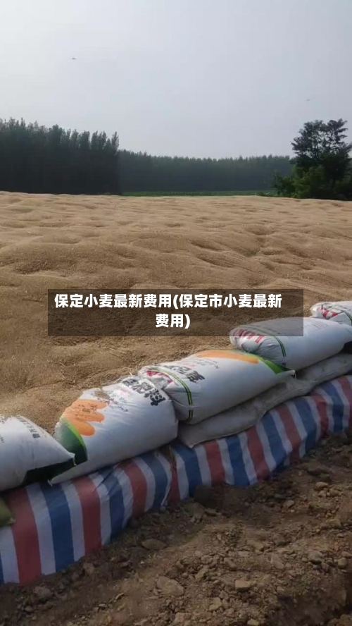 保定小麦最新费用(保定市小麦最新费用)-第2张图片